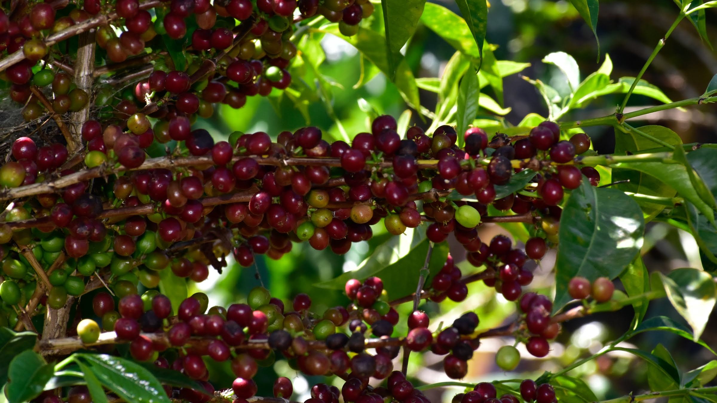 Etiopia Ayla coffee